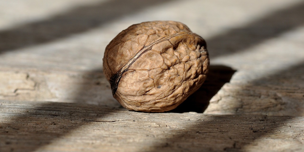 walnut-prostate